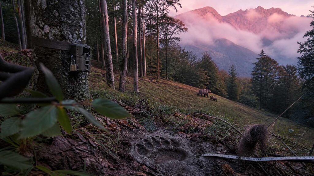 Illustration éditoriale générée par IA : empreinte d'ours dans la boue au premier plan, piège photographique sanglé à un hêtre, ourse et deux oursons dans une clairière, crête pyrénéenne sous les nuages.