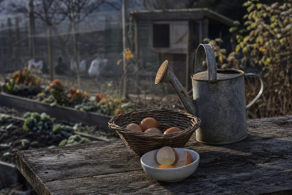 Panier d'œufs, arrosoir en métal et bol de coquilles devant un poulailler