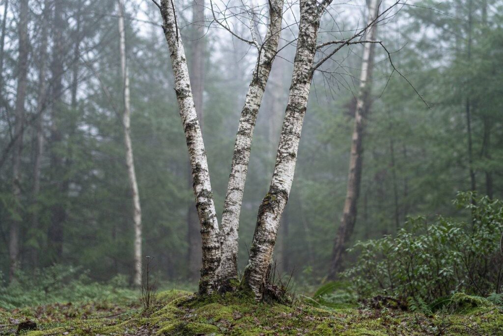 Trois troncs de bouleaux moussus se dressant dans une forêt brumeuse et verdoyante
